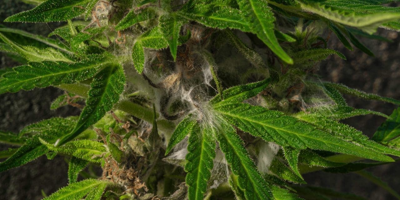 moldy weed
